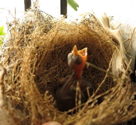 有鳥來家裡築巢|【家裡有鳥築巢】鳥巢報喜！1個跡象代表家宅運勢大。